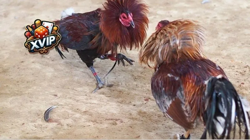 Định nghĩa về gà chọi và tiêu chí chọn lựa