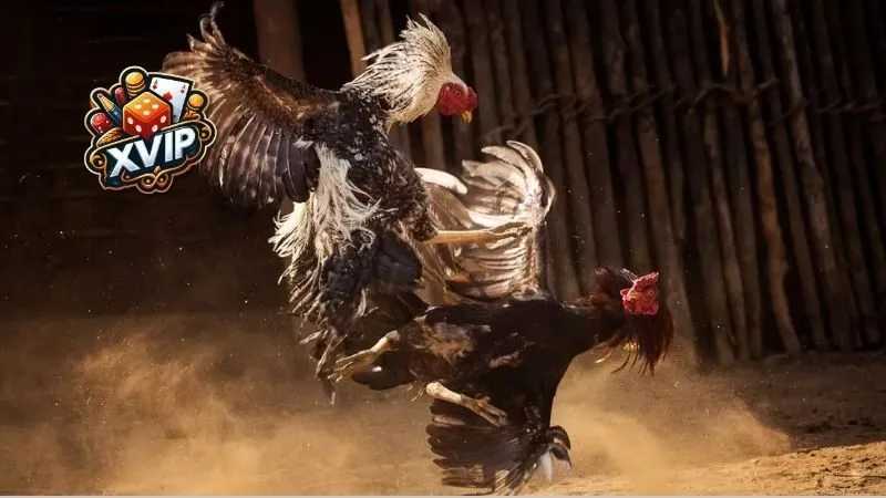 Những lưu ý khi chăm sóc gà chọi
