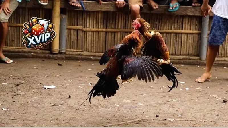 Top 5 Giống Gà Tre Phổ Biến Nhất