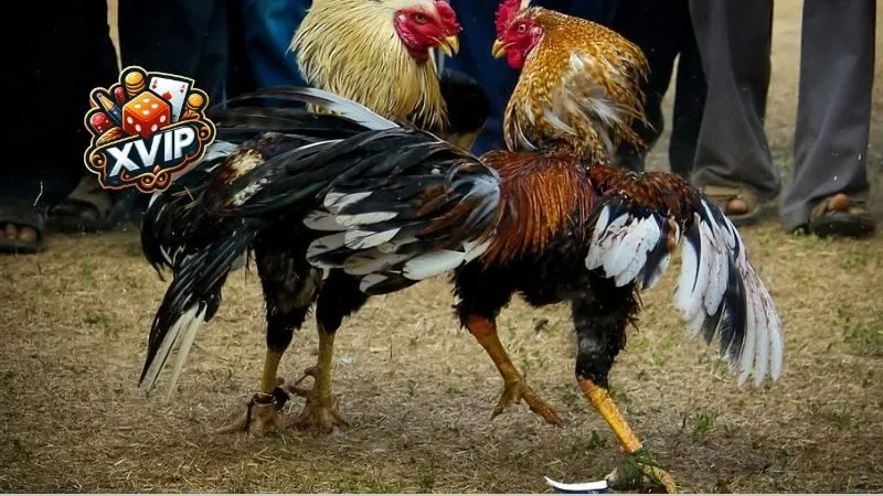 Khái niệm và định nghĩa
