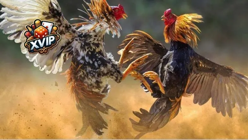 Khu vực nổi tiếng về gà có vảy huyền trâm