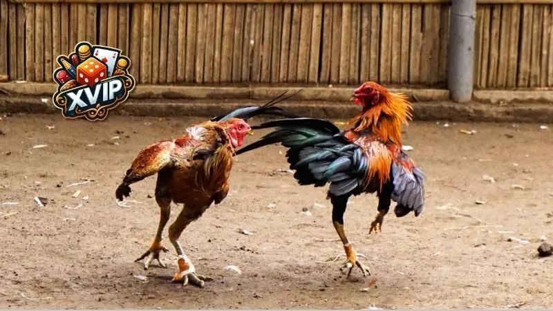 5 giống gà có vảy gà huyền trâm tốt nhất